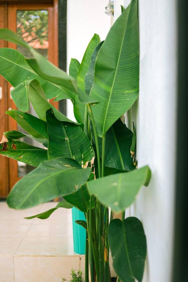 Adi Guest House Canggu Екстериор снимка